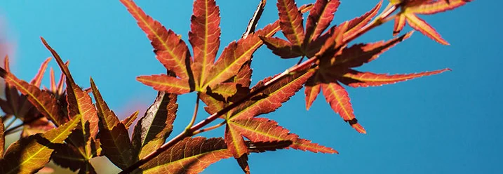 Roter Ahorn vor blauem Himmel